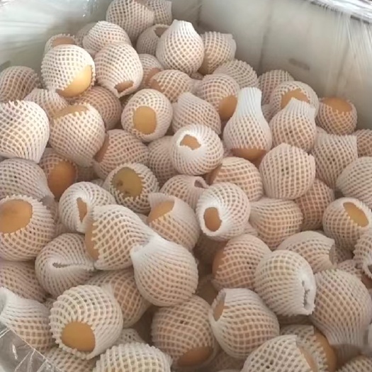 莱西市秋月梨