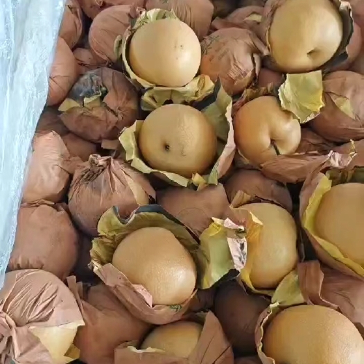 莱西市秋月梨