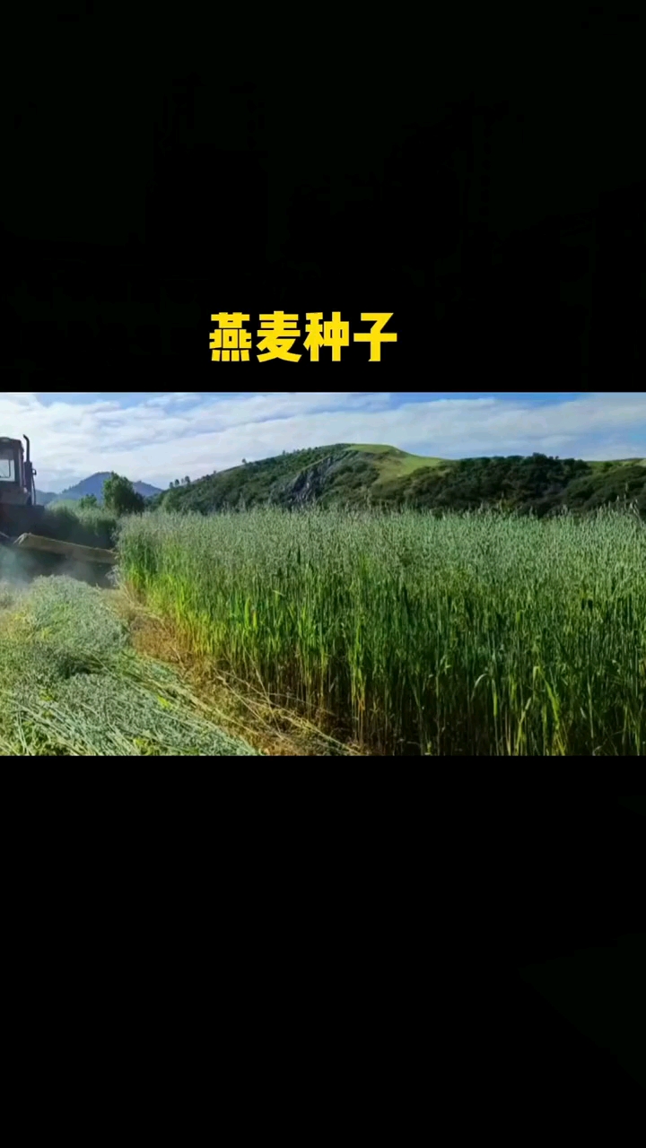 燕麦种子，饲用养殖牧草耐寒种籽高产鱼饲料草籽绿肥牛羊猪草种籽