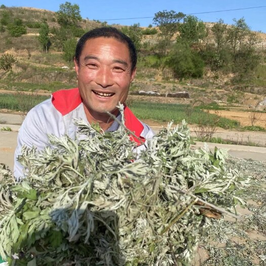 日照蕲艾艾灸条艾绒艾柱雷灸艾条批发艾灸馆专用