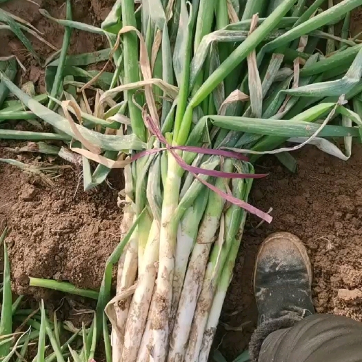 南阳铁杆大葱