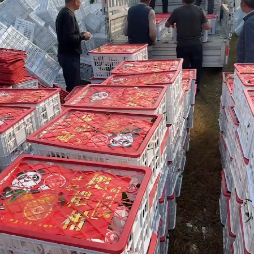 邯郸耙耙柑套袋装（框装货）果面干净口感嘎嘎甜保质保量全国各地发货