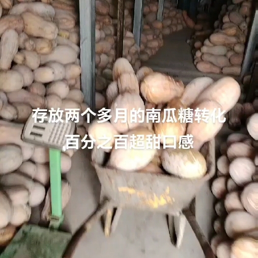 疏勒县蜜本南瓜