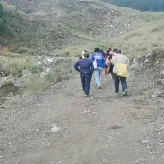 阳山县新鲜黄精
