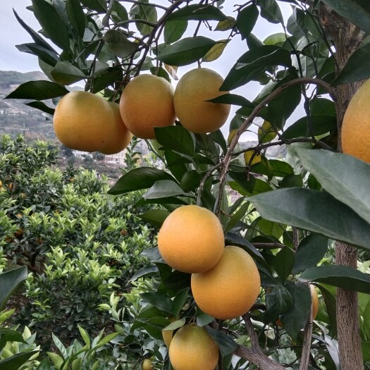 保靖县纽霍尔脐橙，大小规格都有