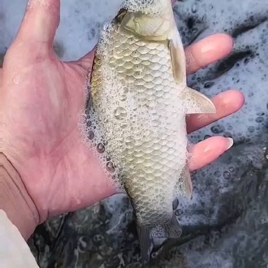 广元【中科5号鲫鱼苗】长期出售各种规格型号鲫鱼苗，免费送货上门