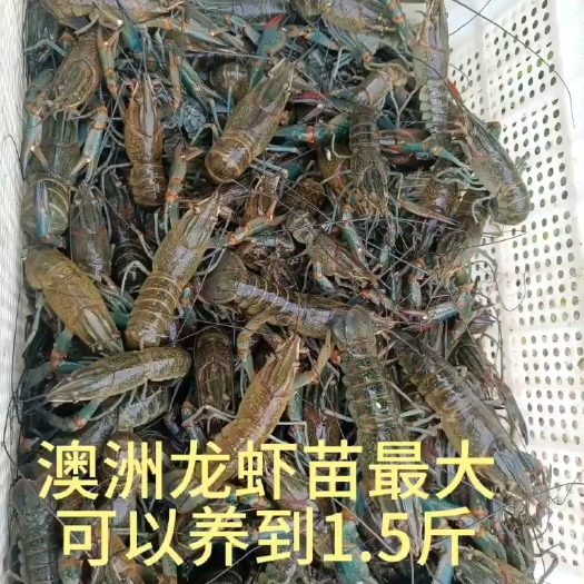 广州澳洲淡水龙虾，龙虾苗。可以养到1.5斤
