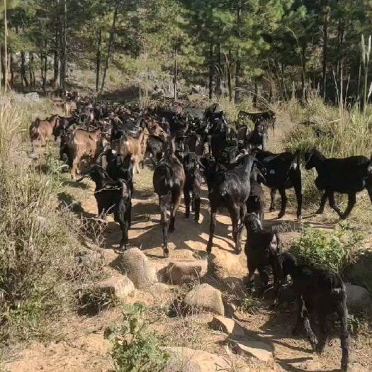 连州市黑山羊