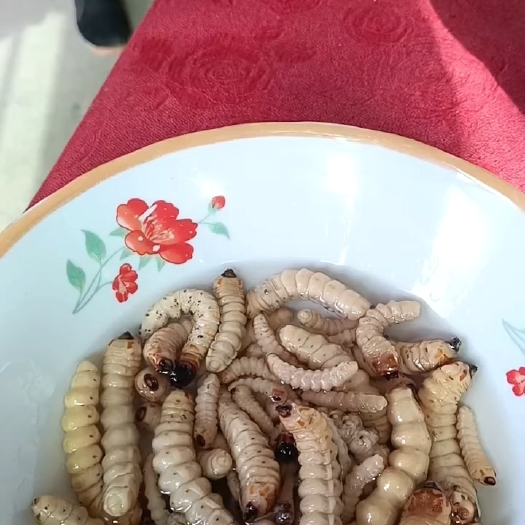 涟源市云实树里的斗米虫