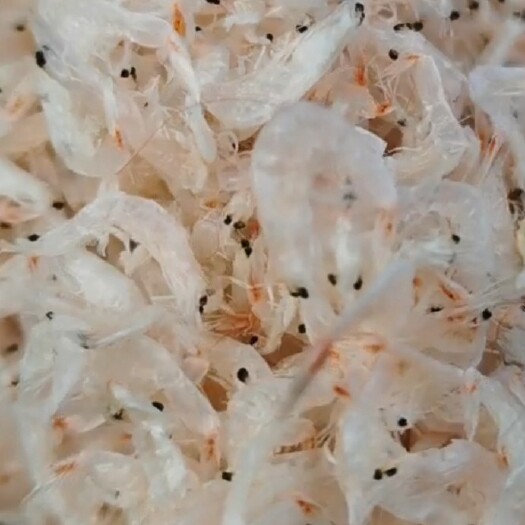 滨州淡干无盐虾皮