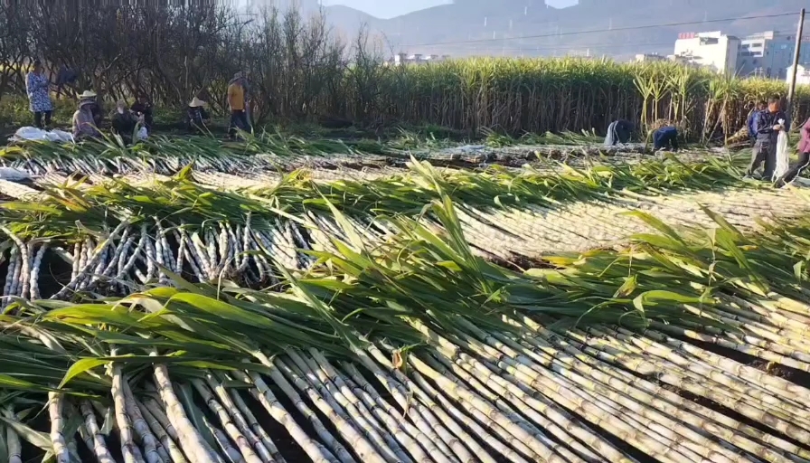 保山青皮甘蔗