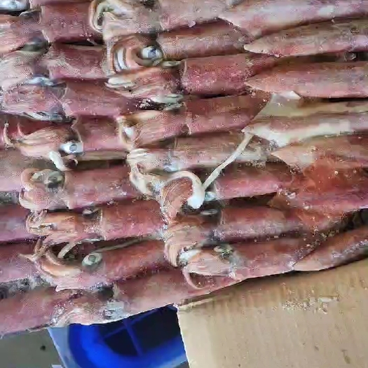 北海印尼红鱿围网灯光鱿红鱿鱼