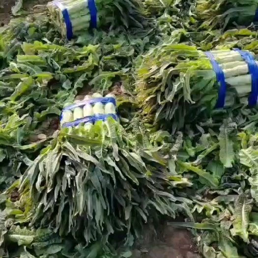 宿州莴笋，尖叶，青肉
