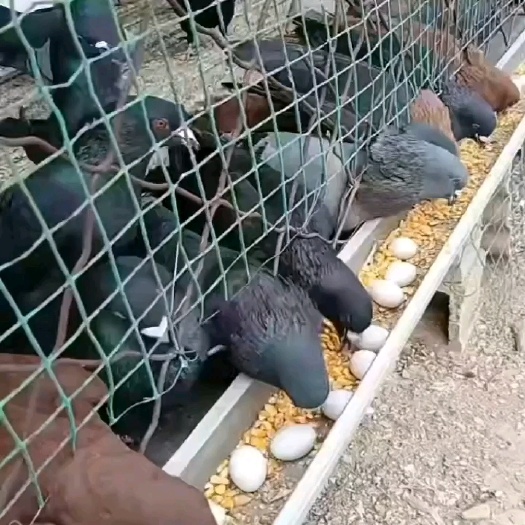 郓城县不会飞的大鸽子