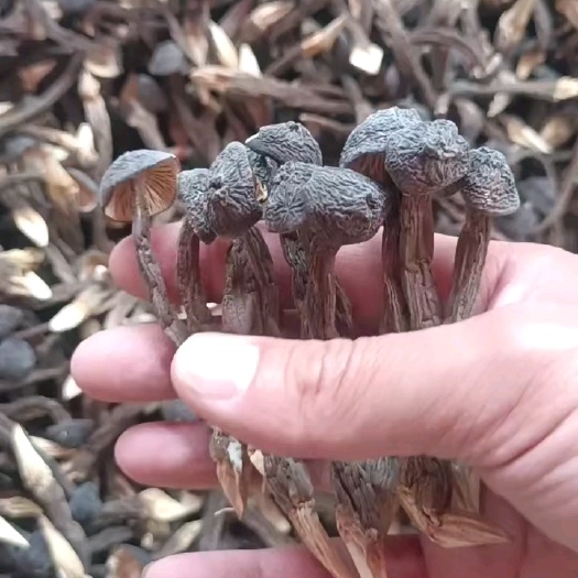 昆明云南黑皮鸡枞