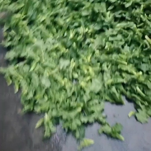 德阳油菜苔