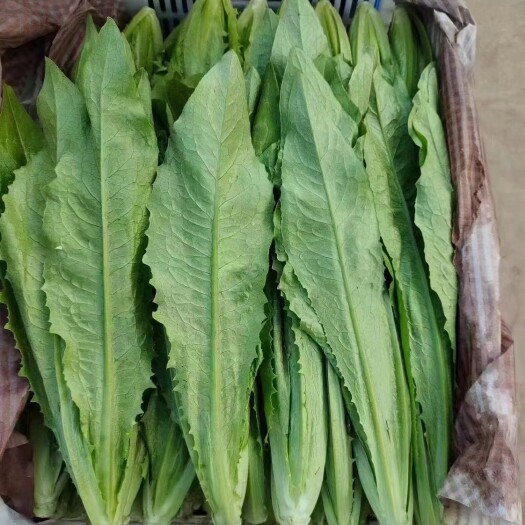 邯郸河北邯郸永年油麦菜