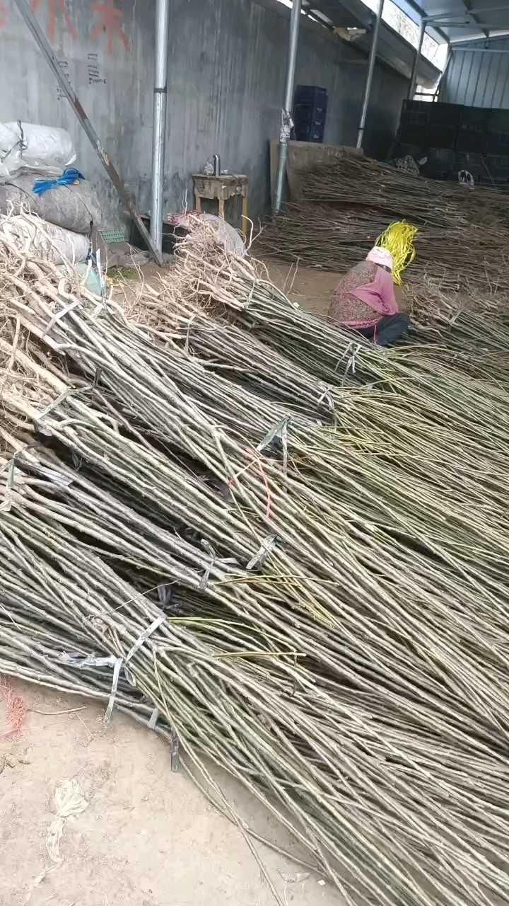 皇冠梨树苗 1-3年精品苗 8月早熟梨 大型苗圃现挖现发