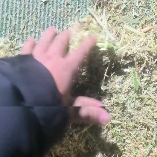 重庆市青储草料
