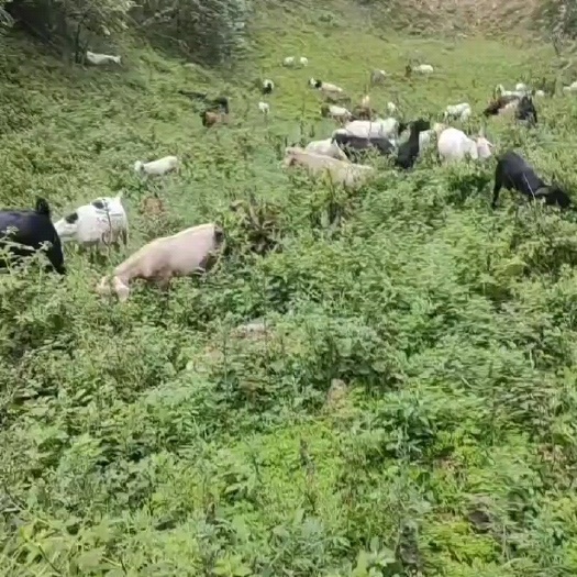 放养的山羊，需要的提前预订