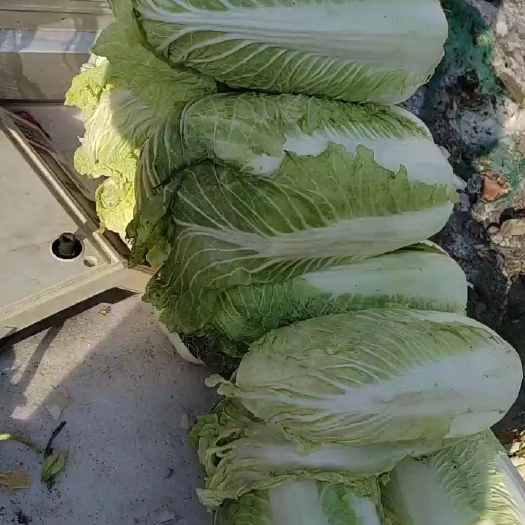 定州市自家的白菜就几千斤。家里种的4分地。一车应该拉的了。