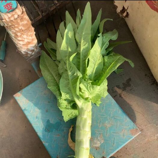 新泰市三青莴苣