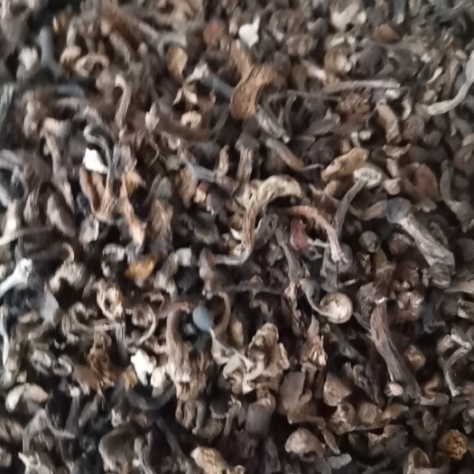 勃利县过风蘑菇拌子，榛蘑下料。