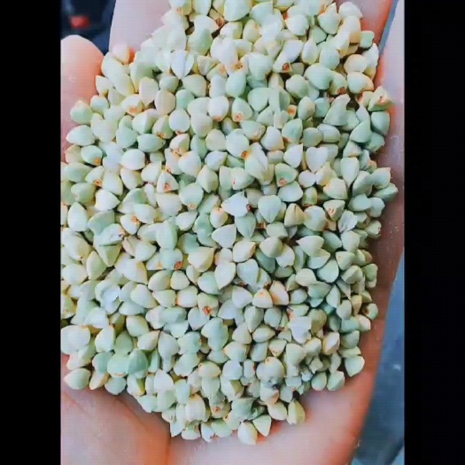 临沂新荞麦米，过风过筛，可视频看货。