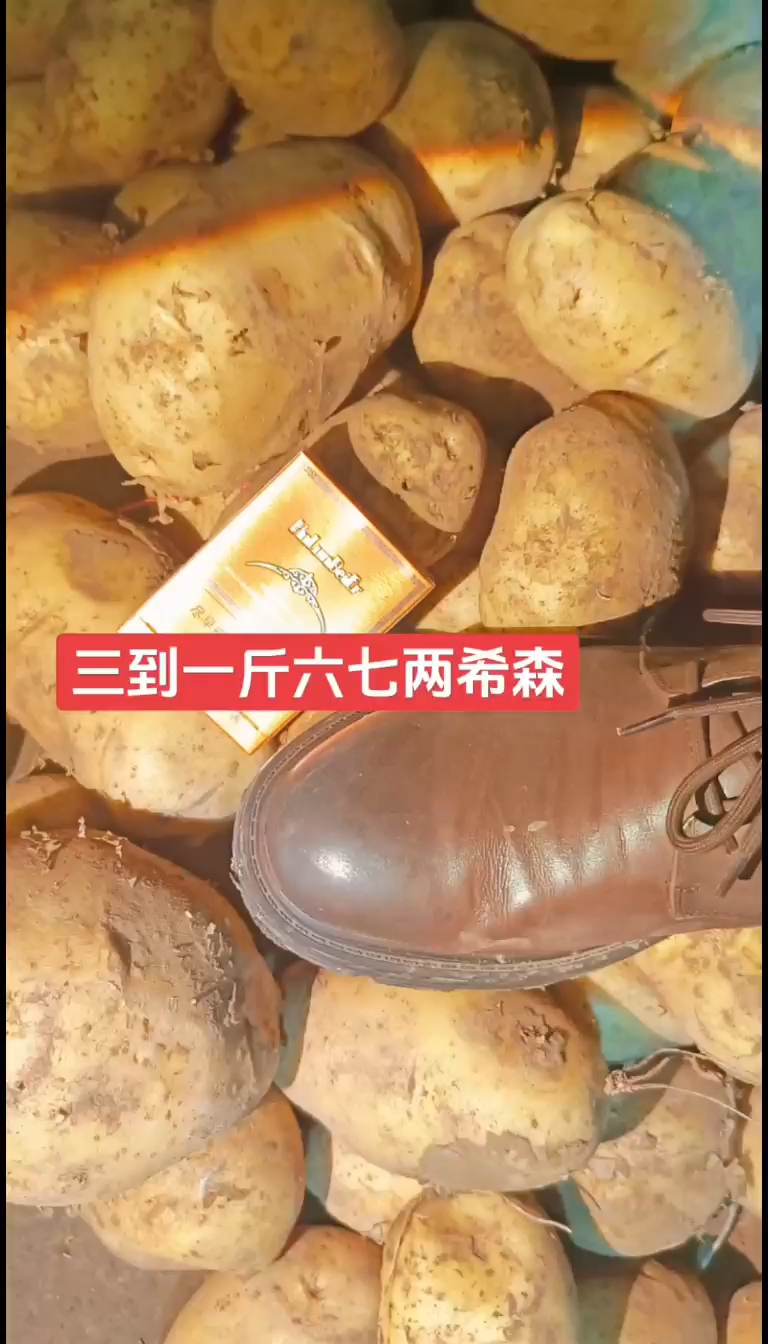 土豆