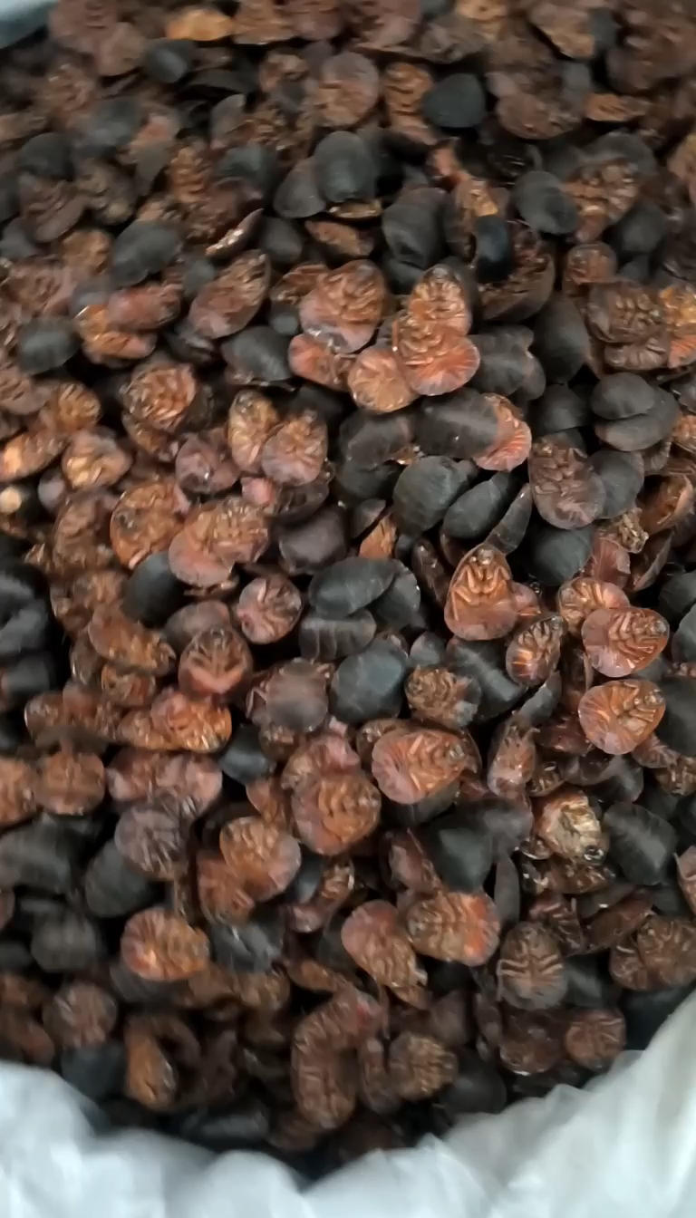 土元 地鳖虫 中华土元 规格齐全量大从优欢迎咨询选购各种中药