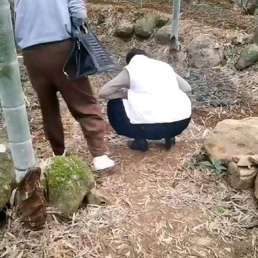 阳山县林下种植金线莲