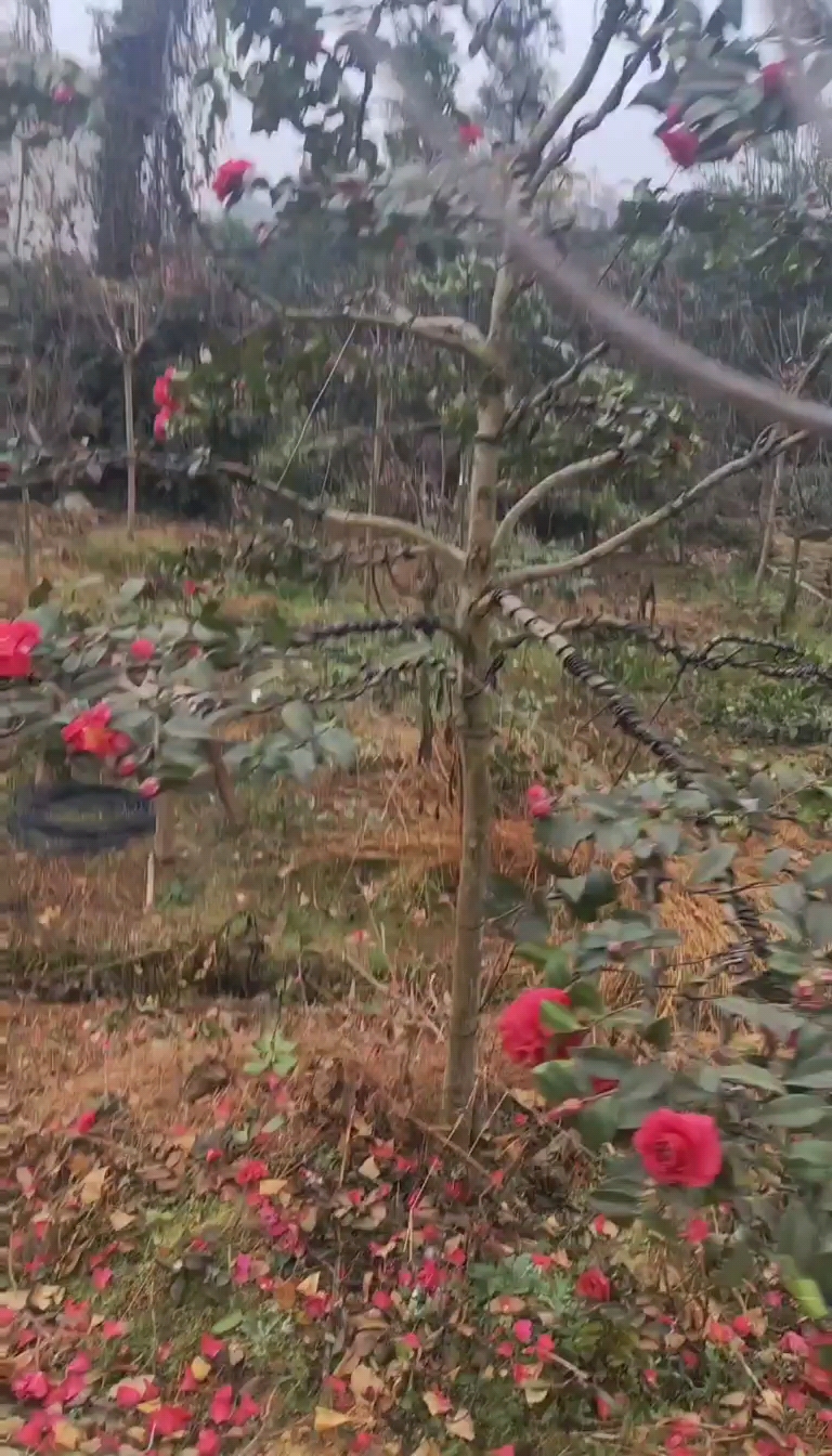 造型茶梅
