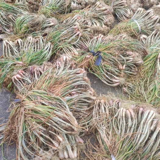 玉林白铁杆葱头