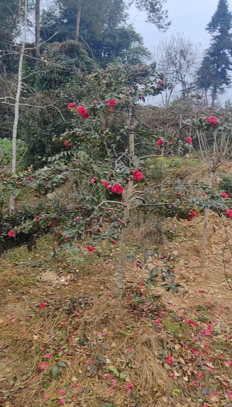 造型茶梅