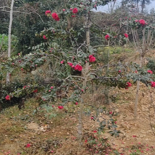 邛崃市造型茶梅