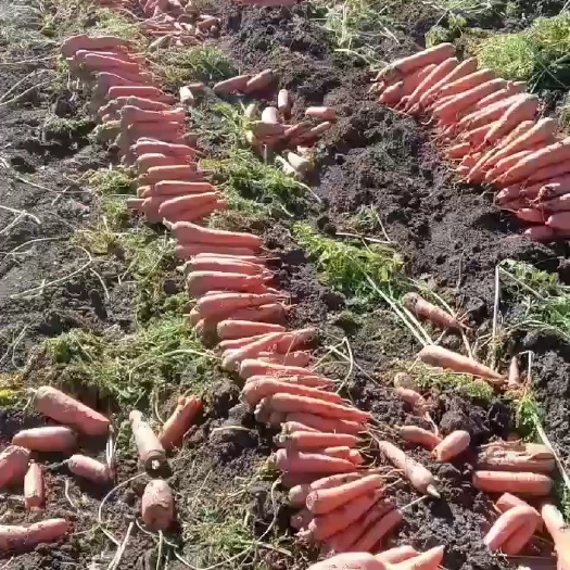 胡箩卜