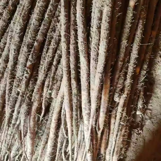 蠡县麻山药