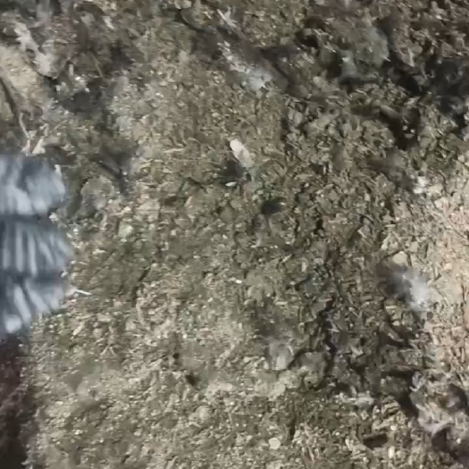 桐柏县鸡粪