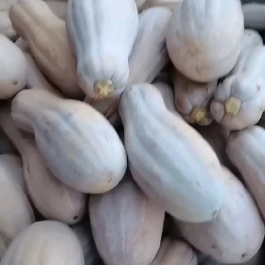 保靖县密本南瓜