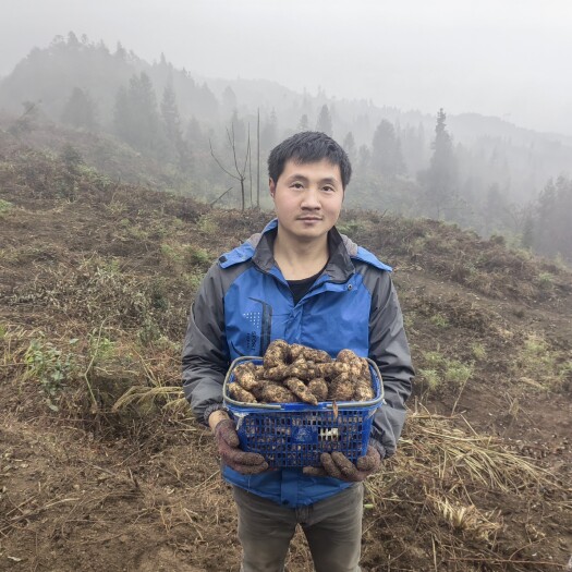 峨边县乌天麻