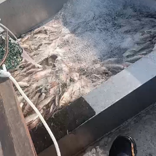 微山县鲫鱼饲料鱼