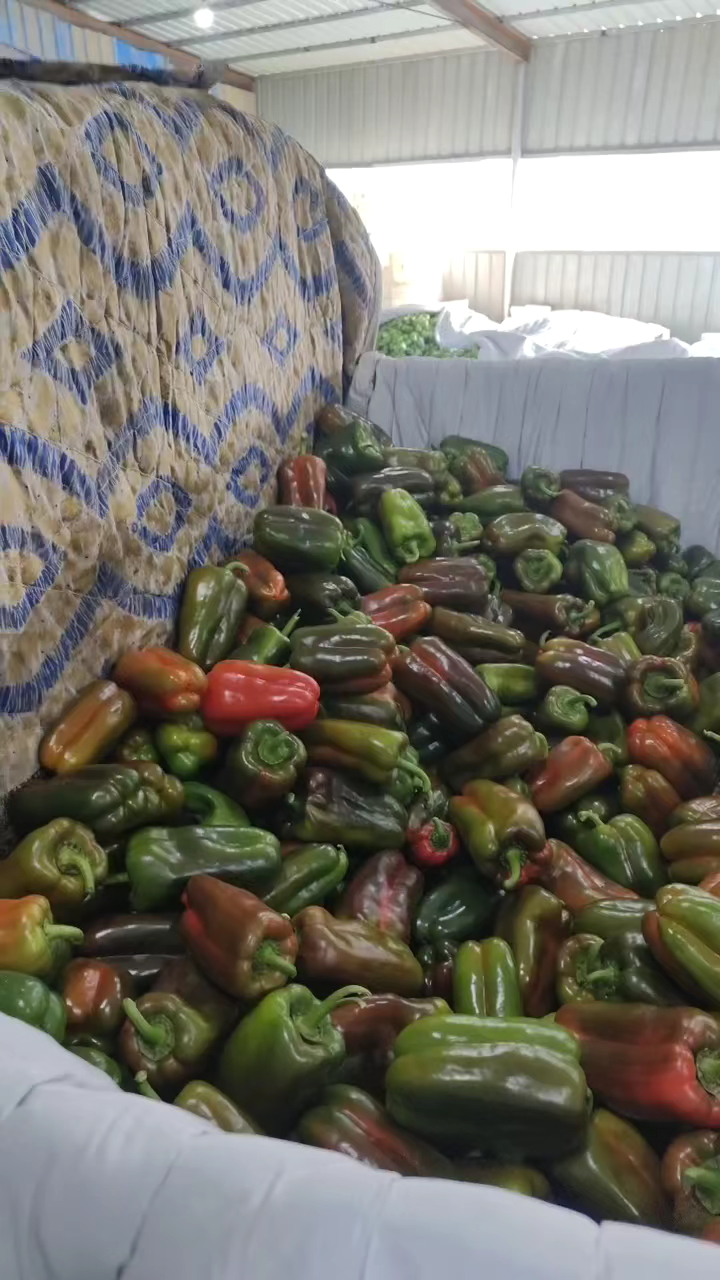 变色圆椒，彩椒，变色太空椒货量充足