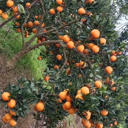 金堂脐橙