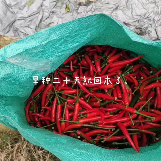 博白县小米椒