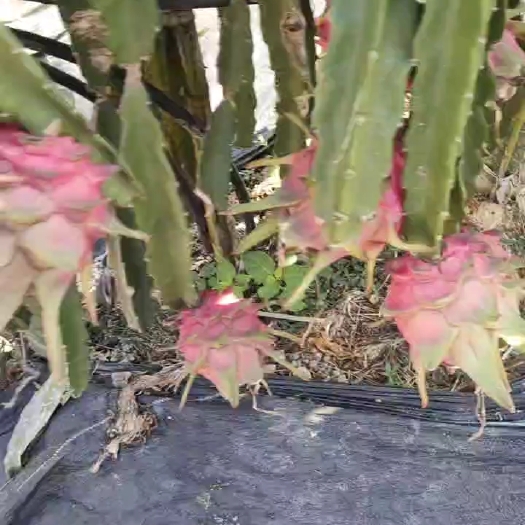 惠州火龙果