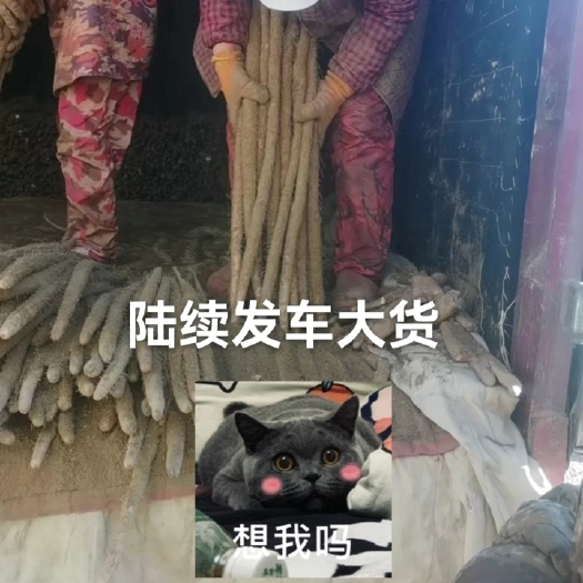 蠡县麻山药