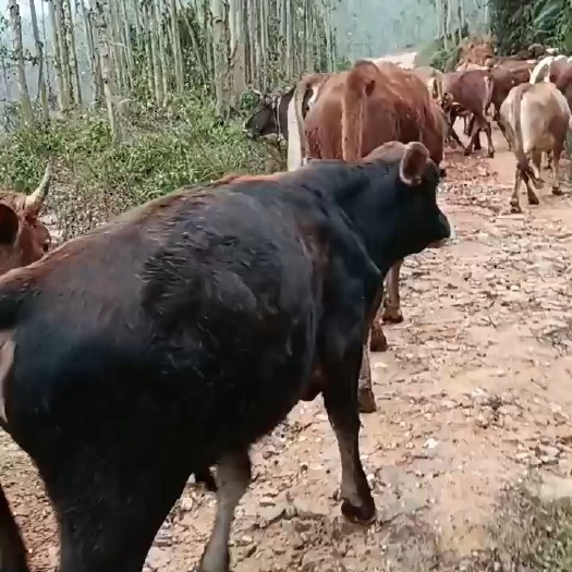 博白县牛