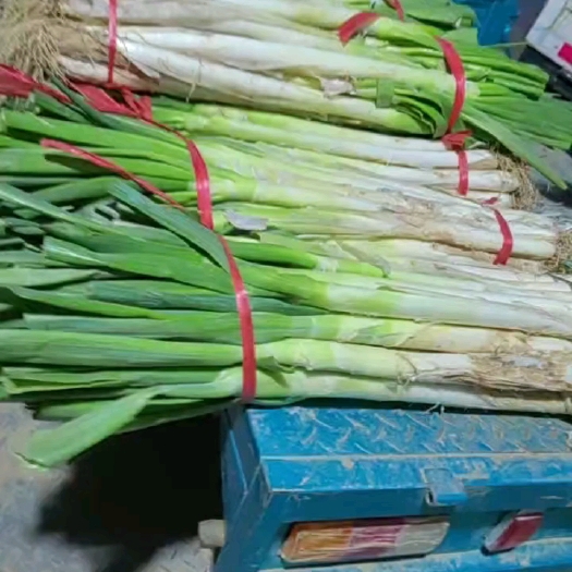 安丘市铁杆大葱