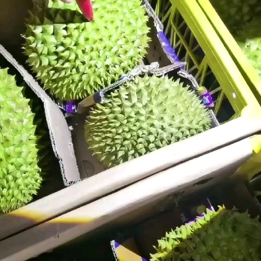 南宁越南干尧榴莲