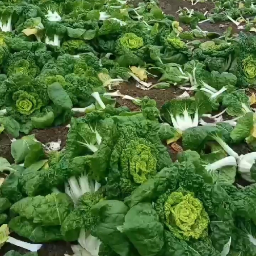 怀远县黄心菜